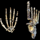 Image for article titled Newly-Discovered, Ancient Humans Were Tree-Climbers Who Walked and Used Tools